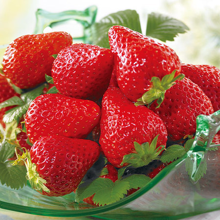 栃木県産とちあいかいちご　　２０２６年１月上旬頃ー２０２６年２月下旬頃お届け