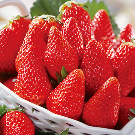 香川のプリンセスさぬきひめ　２０２４年１月下旬頃―２月下旬頃お届け