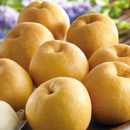 梨作り名人たちが作る栃木県産新高梨　９月下旬頃ー１０月中旬頃お届け