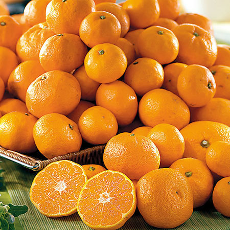 ≪早期割引★３２４円お得！≫ご家庭用モグラのみかん９キロ　１１月上旬頃―１２月中旬頃お届け