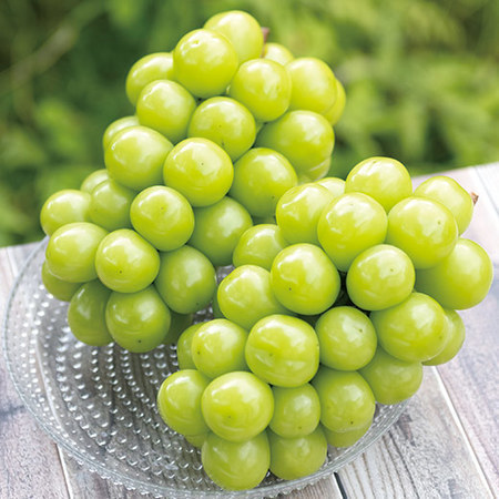 山梨自慢の宝石！大房シャインマスカット　８月下旬頃ー１０月中旬頃お届け