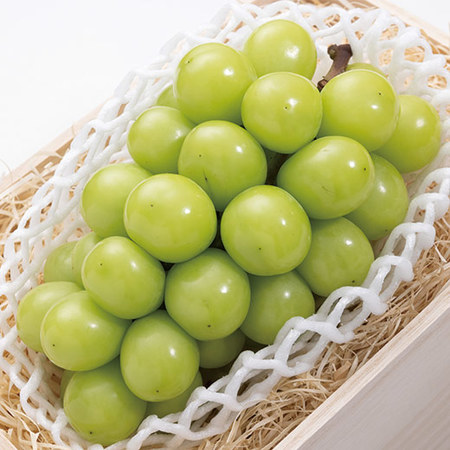 山梨自慢の宝石！シャインマスカット　９月中旬頃ー１０月下旬頃お届け