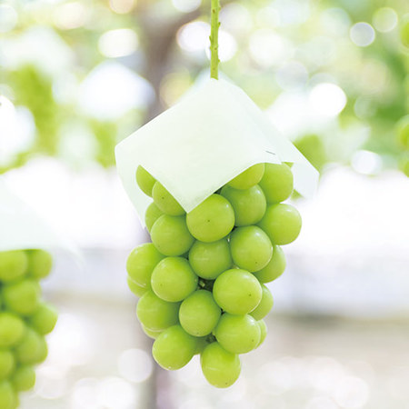 山梨自慢の宝石！シャインマスカット　９月中旬頃ー１０月下旬頃お届け