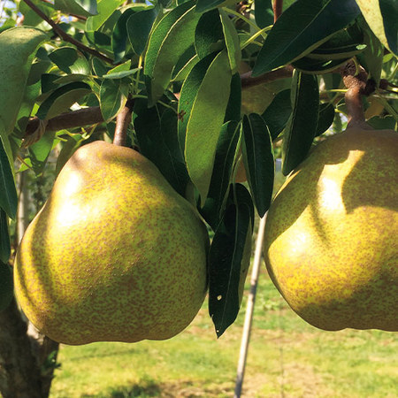 上山の棚作りラ・フランス　１１月下旬頃ー１２月中旬頃お届け