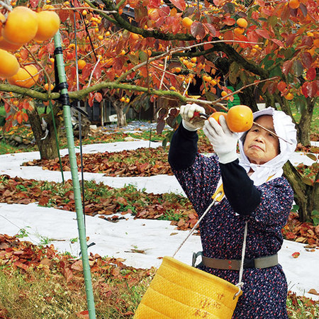 こおげ花御所柿　１１月下旬頃ー１２月中旬頃お届け