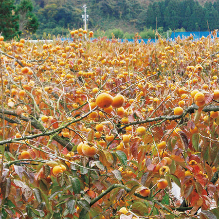 ご家庭用こおげ花御所柿　１１月下旬頃―１２月中旬頃お届け