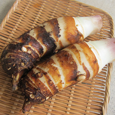 新貝さんの訳あり海老芋　１１月中旬頃ー１２月下旬頃お届け