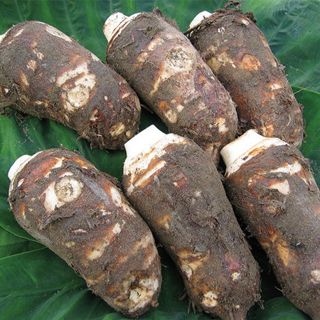 新貝さんの訳あり海老芋　１１月中旬頃ー１２月下旬頃お届け