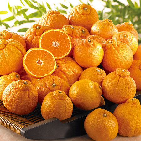 ご家庭用不知火４．５キロ　２０２６年１月下旬頃ー３月中旬頃お届け