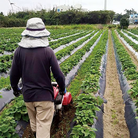 紅はるかのやわらか干し芋　順次発送