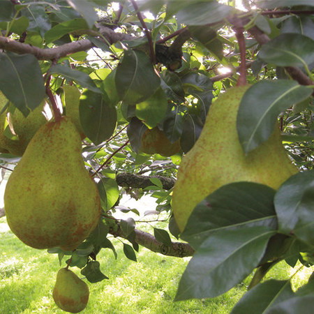 岡田さん達のラ・フランス３キロ　１０月下旬頃―１２月中旬頃お届け