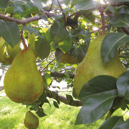 岡田さん達のラ・フランス３キロ　１０月下旬頃ー１１月下旬頃お届け