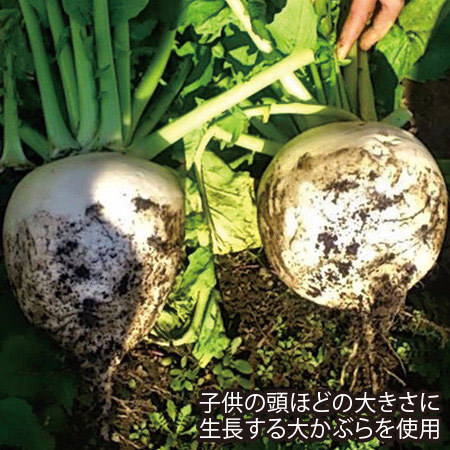 【早期】京都丸漬　千枚漬 24年11月上旬―24年12月下旬頃お届け