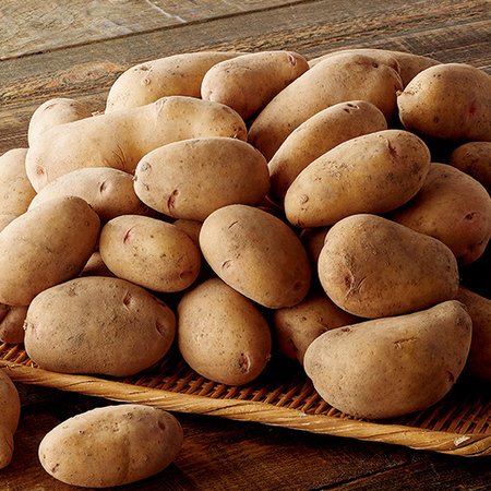 北海道産はるかじゃがいも　２０２６年１月下旬頃ー３月下旬頃お届け