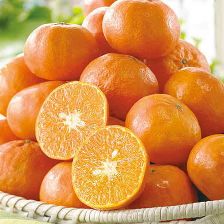 ＡＱブランドのセミノール４．５キロ　４月中旬頃ー５月上旬頃お届け