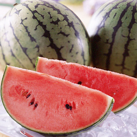 長崎県産うり坊すいか　２０２６年４月下旬頃ー６月中旬頃お届け