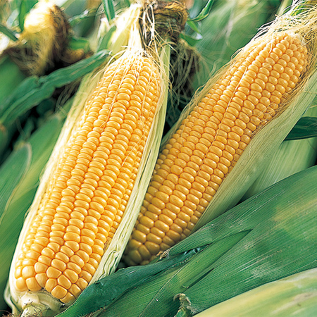 ★名寄産黄色いとうもろこし　２０２６年８月上旬頃ー９月上旬頃お届け