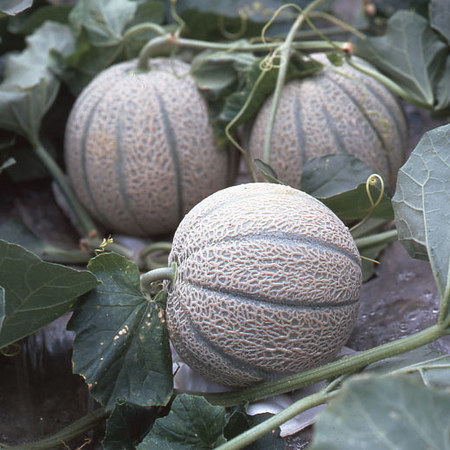 栗原さんのマルセイユメロン　２０２６年６月上旬頃ー６月下旬頃お届け
