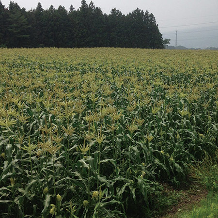 高原育ちのとうもろこし　２０２６年８月上旬頃ー８月中旬頃お届け