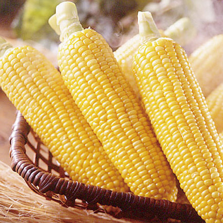 高原育ちのとうもろこし　２０２６年８月上旬頃ー８月中旬頃お届け
