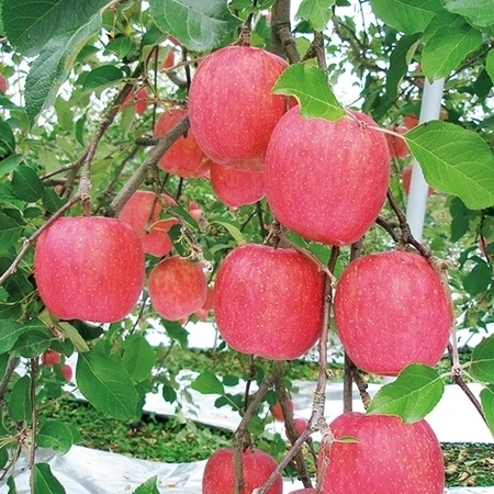 訳あり信州りんご５キロ 　１１月下旬頃―１２月末日頃お届け
