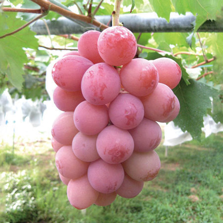 高田さん達のクインニーナぶどう　９月中旬頃ー１０月中旬頃お届け