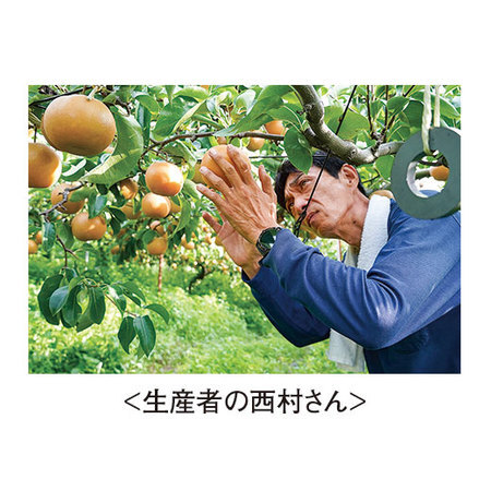 西村さんの幸水梨　８月下旬頃ー９月中旬頃お届け