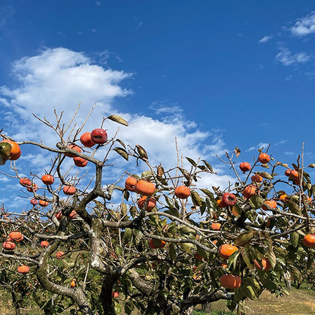 柿之助　２０２６年１月中旬頃ー２０２６年１月下旬頃お届け