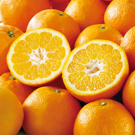 弥生紅いよかん　２０２６年２月下旬頃ー３月下旬頃お届け