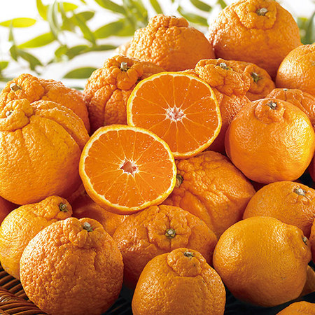 完熟デコポンM１６　２０２６年３月下旬頃ー４月上旬頃お届け