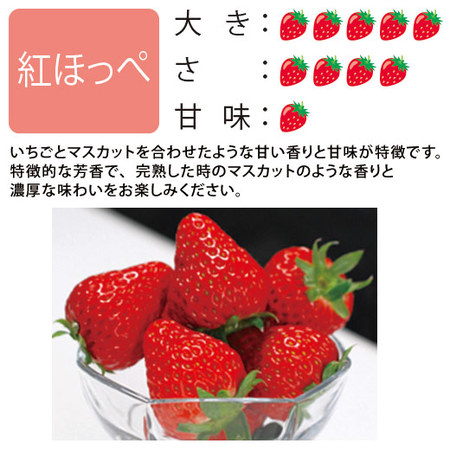 愛媛県産いちご３種詰合せ　２０２５年２月上旬頃ー３月上旬頃お届け