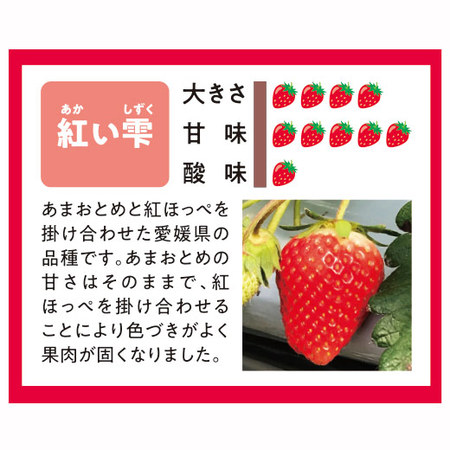 愛媛県産いちご３種詰合せ　２０２６年２月上旬頃ー３月中旬頃お届け