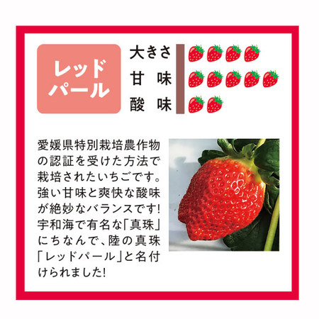 愛媛県産いちご３種詰合せ　２０２６年２月上旬頃ー３月中旬頃お届け