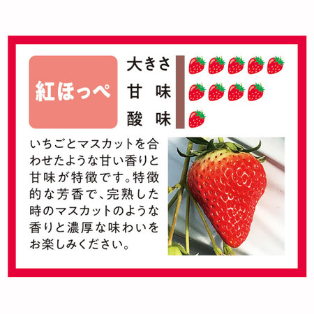 愛媛県産いちご３種詰合せ　２０２６年２月上旬頃ー３月中旬頃お届け