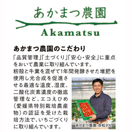 愛媛県産いちご３種詰合せ　２０２６年２月上旬頃ー３月中旬頃お届け