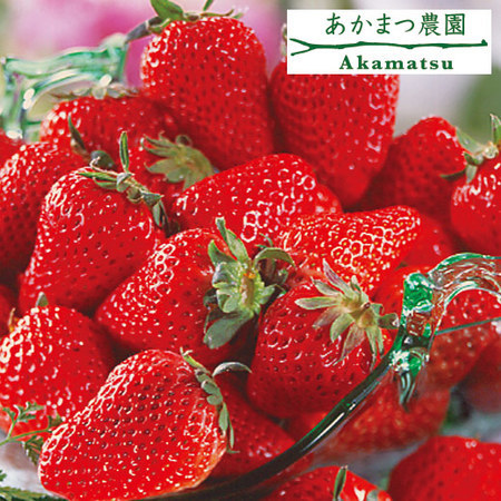 愛媛県産いちご３種詰合せ　２０２６年２月上旬頃ー３月中旬頃お届け