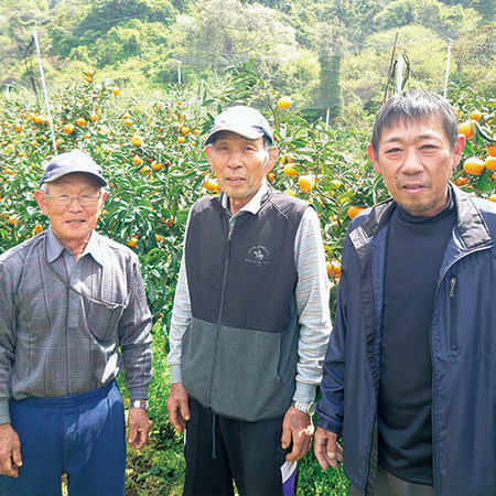 津和地島産島育ち会のせとか　２０２５年２月下旬頃ー３月中旬頃お届け