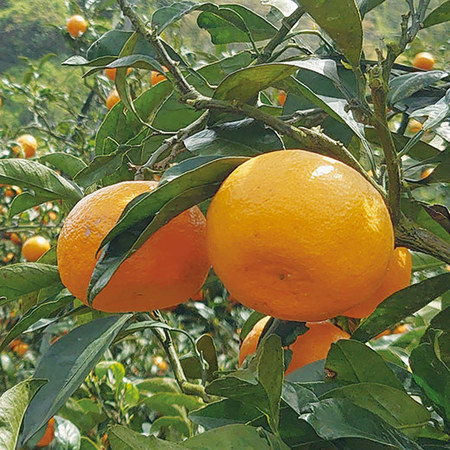 津和地島産島育ち会のせとか　２０２６年２月下旬頃ー３月中旬頃お届け