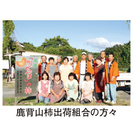 京都かせやまの富有柿　11月中旬頃ー12月下旬頃お届け