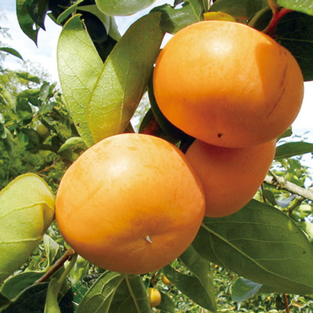 京都かせやまの富有柿　11月中旬頃ー12月下旬頃お届け