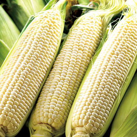 ★名寄産とうもろこし食べ比べセット　２０２６年８月上旬頃ー９月上旬頃お届け