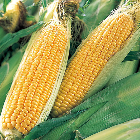 ★名寄産とうもろこし食べ比べセット　２０２６年８月上旬頃ー９月上旬頃お届け