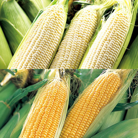 ★名寄産とうもろこし食べ比べセット　２０２６年８月上旬頃ー９月上旬頃お届け