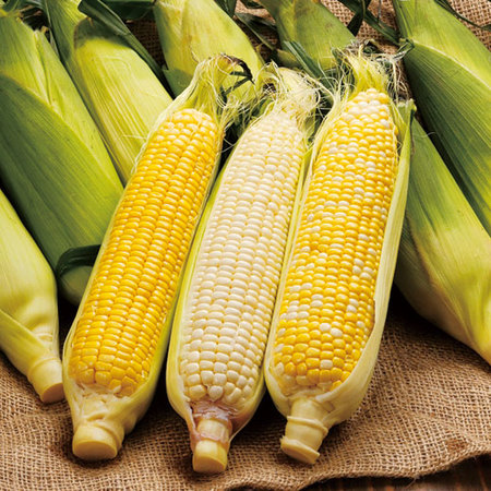 北海道産３種のとうもろこし食べ比べセット　８月上旬頃 ー９月上旬頃お届け