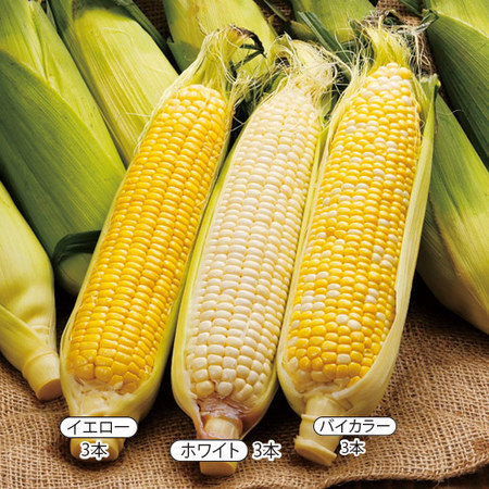 ★北海道産３種のとうもろこし食べ比べセット　８月上旬頃ー９月上旬頃お届け