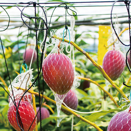 宮崎県産完熟マンゴー　６月上旬頃ー７月上旬頃お届け