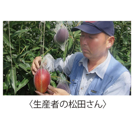 宮崎県産完熟マンゴー　６月上旬頃ー７月上旬頃お届け