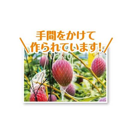 宮崎県産完熟マンゴー　６月中旬頃ー７月中旬頃お届け