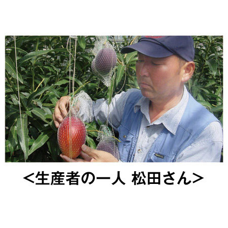 宮崎県産完熟マンゴー　６月中旬頃ー７月中旬頃お届け