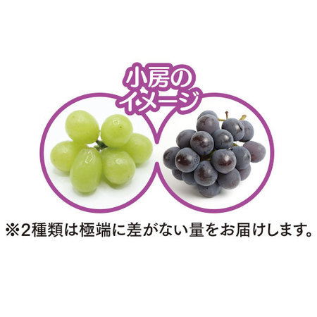 高田さん達の訳あり種なしぶどう詰め合わせ　９月中旬頃ー１０月中旬頃お届け